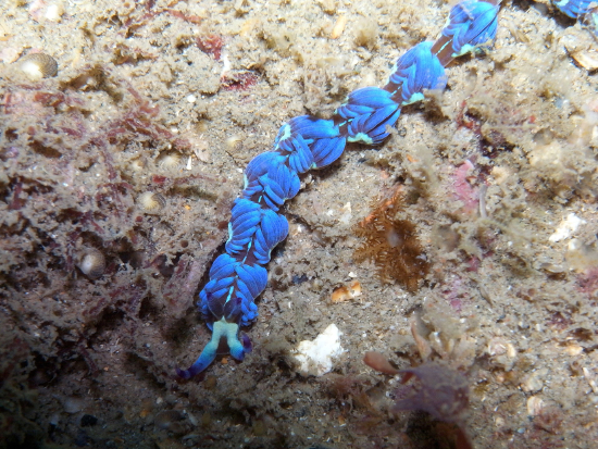  Pteraeolidia ianthina    (Blue Dragon)